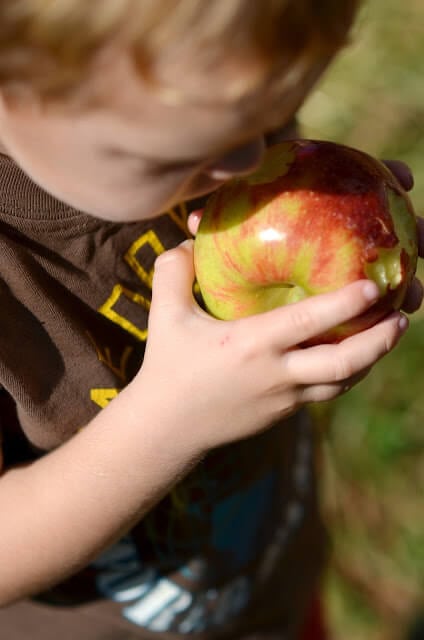 fall apples