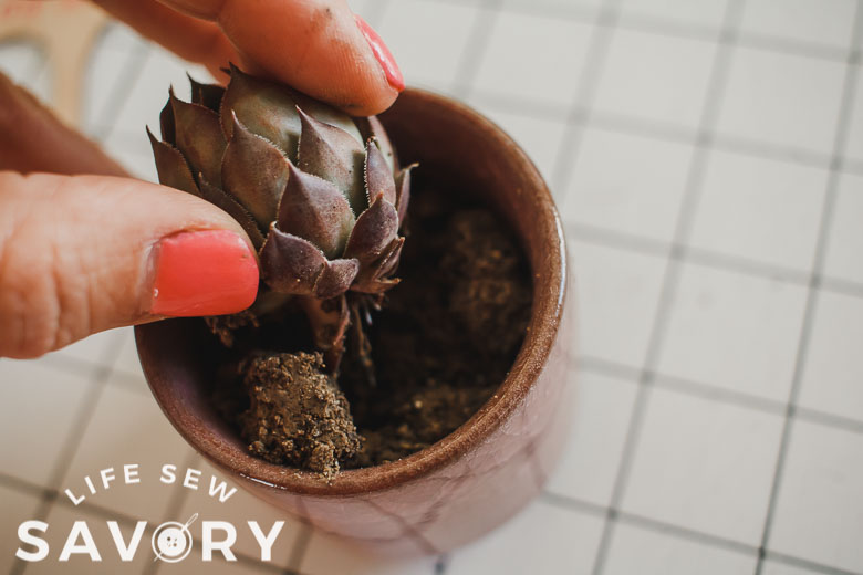 make sure roots are covered